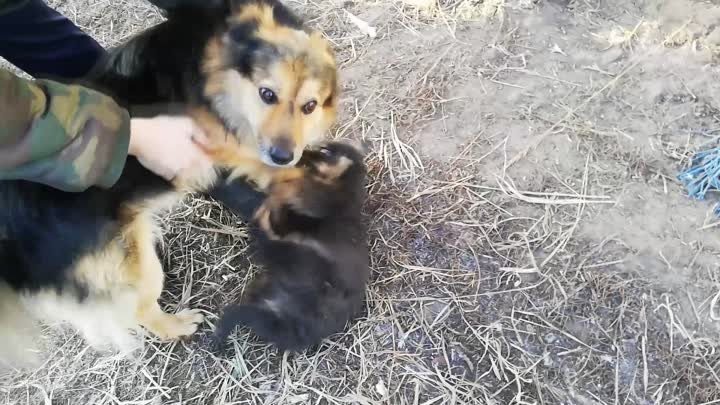 Альмась налхкси иднянц мархта -)