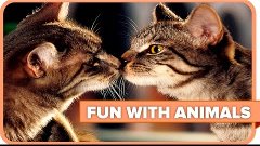 FUN WITH ANIMALS vol.46 | TOP FAIL VINES WEEK COMPILATION