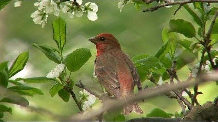 Primavera / "Весна" (Клуб "Новый Бродяга", ТО &q ...