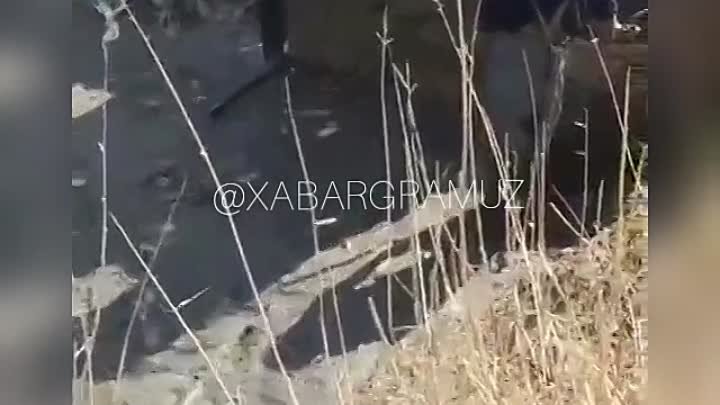 Сирдарёда балиқлар видео 3