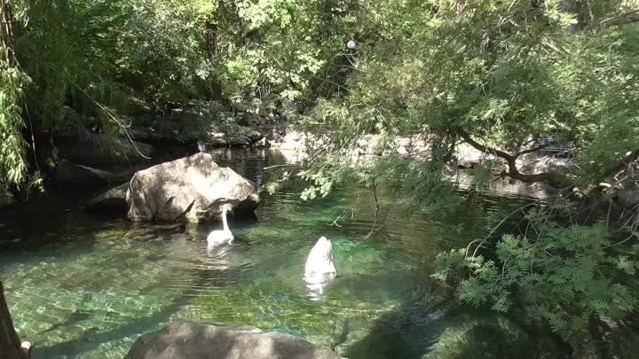 17 сентября 2019 г. 7 ч. Алупка. Воронцовский дворец. Пруд.  Лебеди.