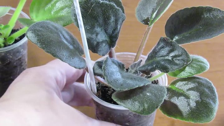 Замокает точка роста у фиалки фото Замокает точка роста у фиалки фото