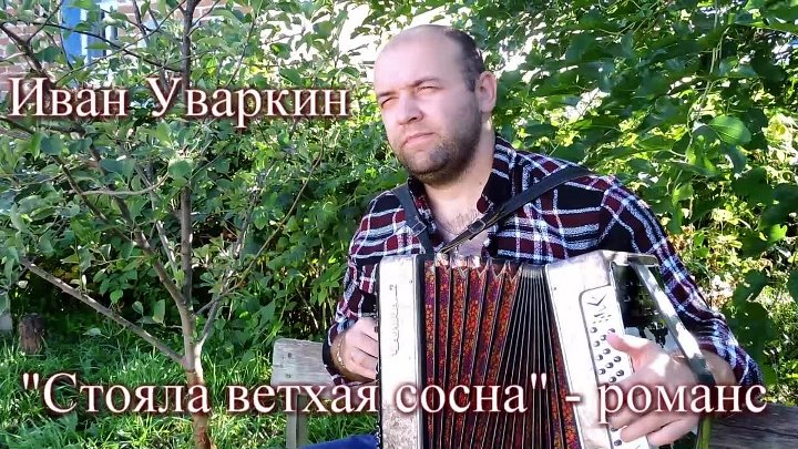 Застряли между сосен песня. Стояла ветхая сосна. Песня стояла ветхая сосна. Стояла ветхая сосна слова.