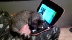 кот спит на ноутбуке!