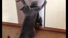 Кошки и собаки против зеркала приколы.Cats and dogs vs mirro...