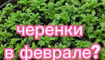 Питомник растений наталишматлай.рф