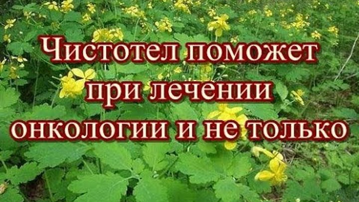 Чистотел от рака. Чистотел от онкологии. Чистотел в онкологии. Чистотел настойка онкология. Лечение онкологии чистотелом.