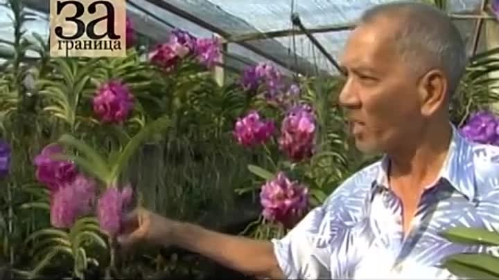 Питомник орхидей Siriporn Orchid Pattaya