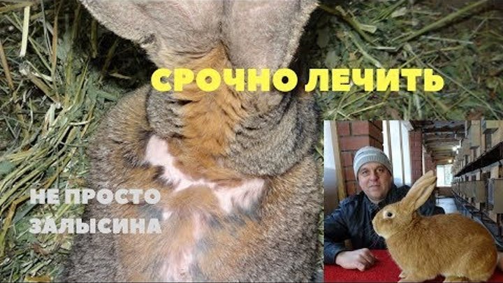 Как выглядит лишай у кроликов Как выглядит лишай у кроликов