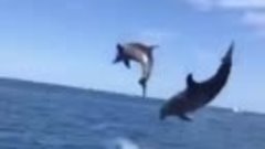 Дельфины 🐬 на побережье коста бланка 