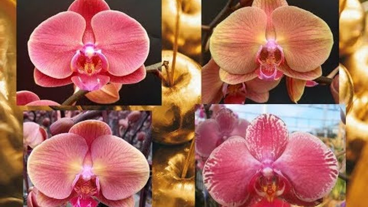 Орхидея золотое яблоко фото описание сорта Орхидея золотое яблоко фото описание сорта