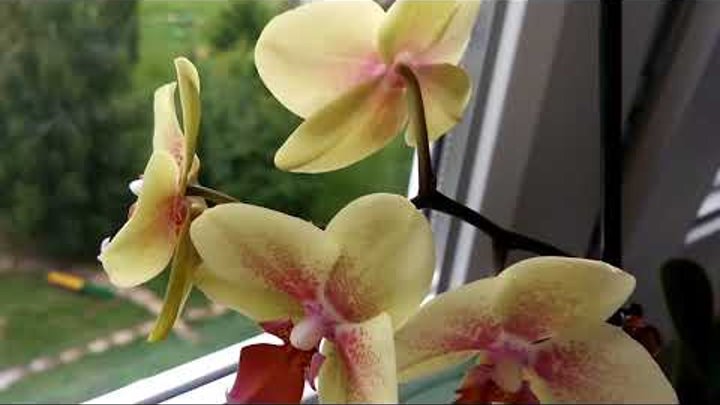 Орхидея октопус фото Орхидея октопус фото