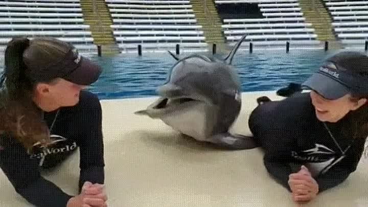 Дельфин)
