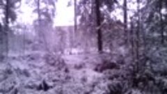 Лес ...первый снег
