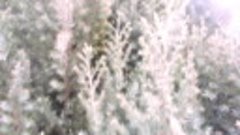 DSCN2916 Можжевельник в конце зимы 2020