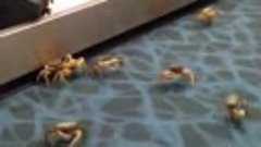 В аэропорту Багамских островов крабы сбежали из багажного от...