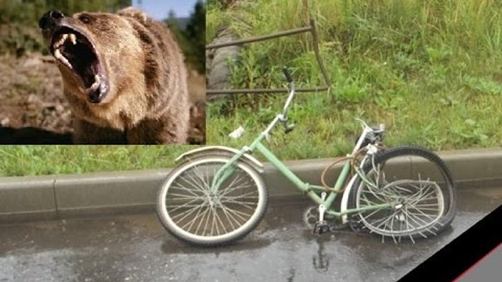Догнать велосипед. Медведь гонится за велосипедистом. Медведь на Велике. Медведь на велосипеде. Медведь на велосипеде в лесу.