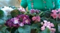 8 марта -цветение коллекции Аржиловской