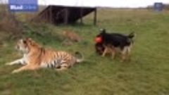 Собаки и тигры ирают вместе