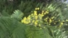 Как цветет мимоза в Сочи!