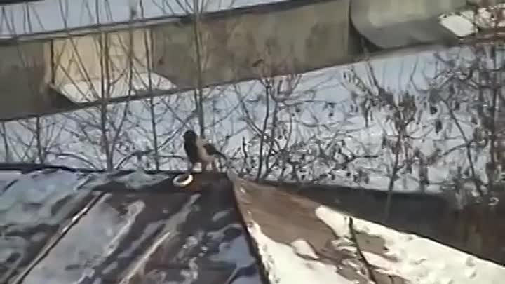Ворона катается по крыше на сноуборде