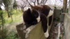 Весна... Котик отдыхает на заборе