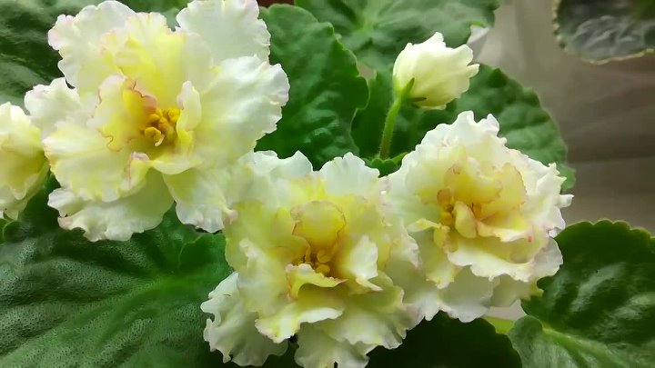 Лютик фиалка фото Лютик фиалка фото