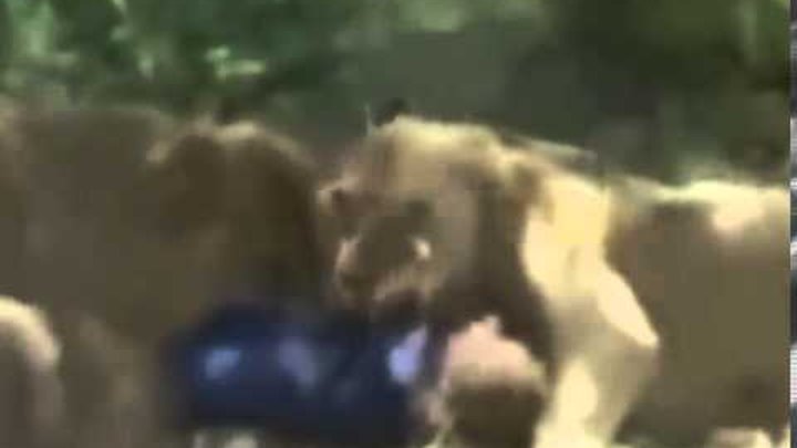 Нападение львов
