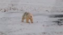 Походу и белого уже приручили! Не показывайте это амерам!