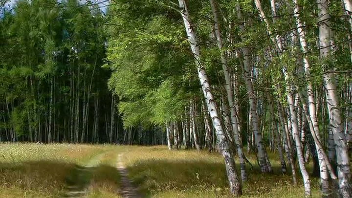 Песня милая роща слушать