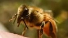 Усики - антены медоносной пчелы