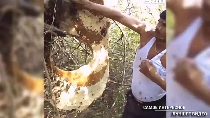 Повелитель пчёл