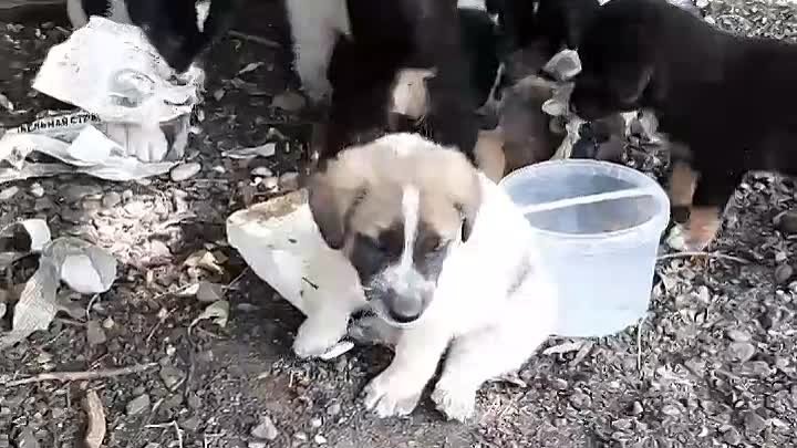 Вот такие девочки и мальчики ждут своих мам и пап.Им очень нужны доб ...