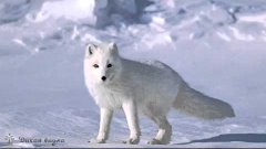 Писец (Полярная  Лиса)/The Scribe (Polar Fox)