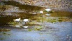 Белый гусь (Anser caerulescens)
