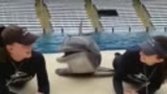 Дельфин счастливчик