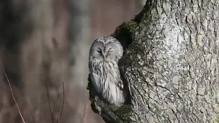 Уральский совенок