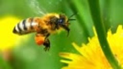 Рабочая особь медоносной пчелы