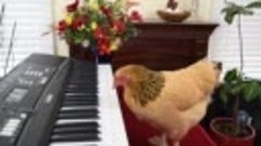 Курица и синтезатор