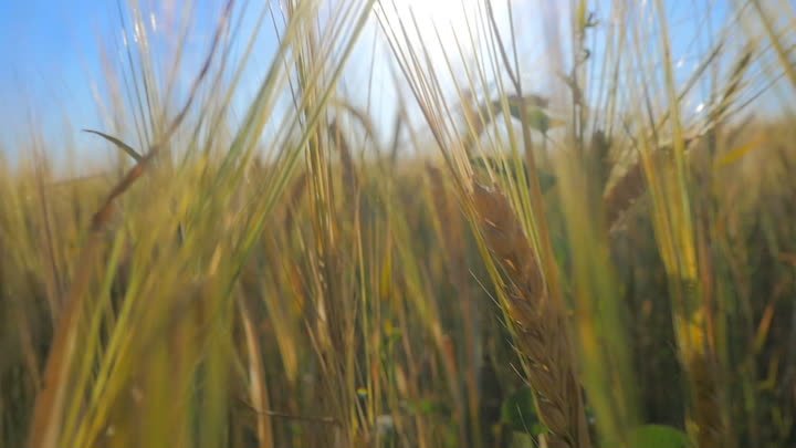 flight-through-the-wheat-field-JDENZ2A