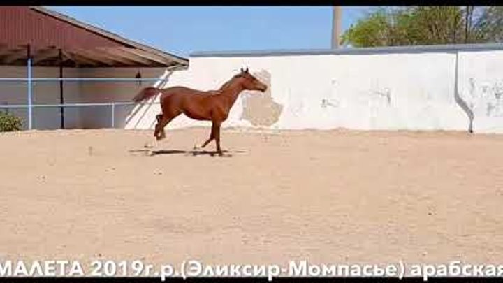 Продажа лошадей тел., WhatsApp +79883400208 (МАЛЕТА 2019г.р.)