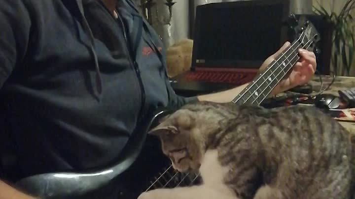 Кот-гитарист