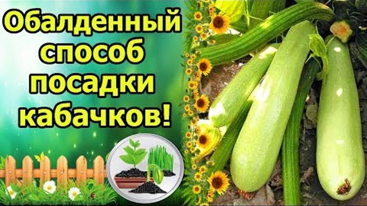 ЗАЛЕЙТЕ ЭТО В ЛУНКУ, РЕЗУЛЬТАТ УДИВИТ! КАБАЧКИ БЕЗ НАВОЗА, ПЕРЕГНОЯ  ...