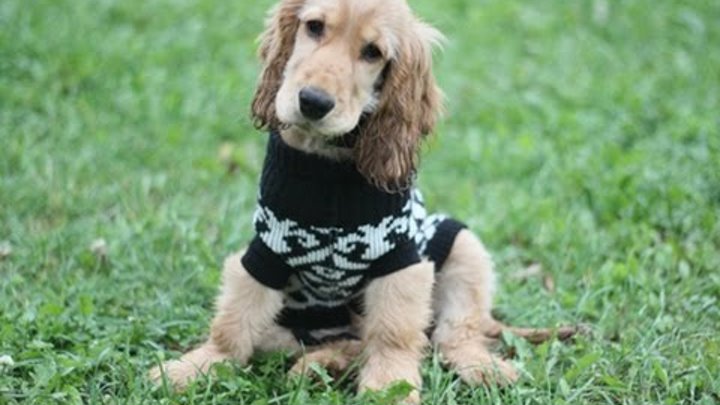 Английский кокер спаниель по месяцам фото Английский кокер спаниель по месяцам фото