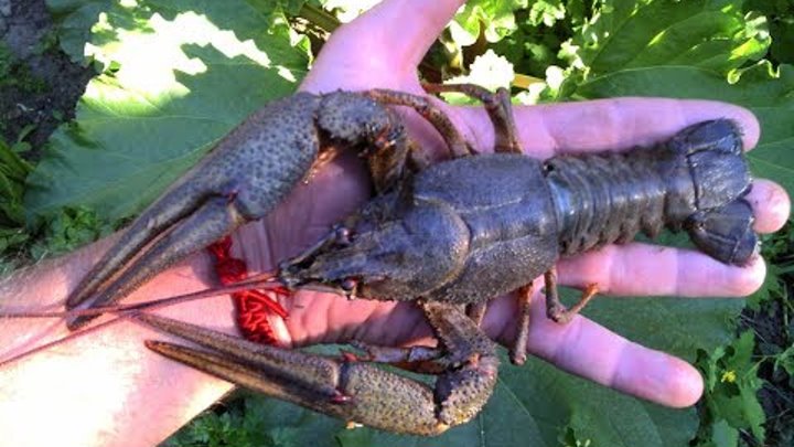 Рак руки фото Рак руки фото