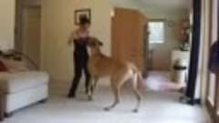 Honey the Great Dane - playing with her human, a hoop, a tug...