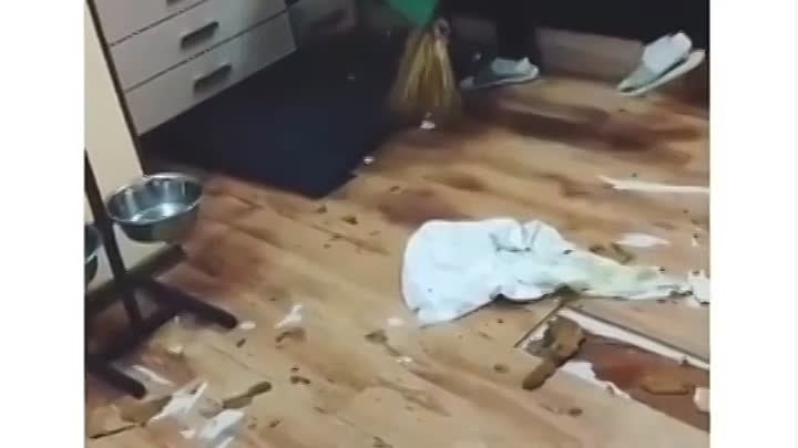 Мем артем давай купим собачку Мем артем давай купим собачку