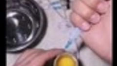 Эксперимент - парень вырастил цыпленка в открытом яйце