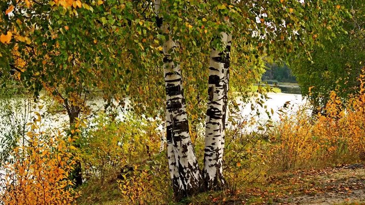 Березы осенью фото красивые Березы осенью фото красивые