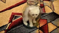 cat in the jar reload - 瓶内の猫 -  القط في جرة